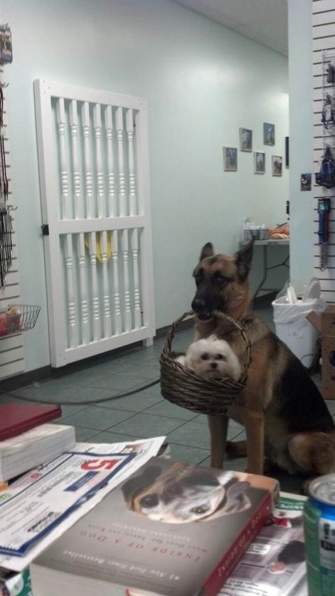 A big dog carrying a little dog in a basket like it's the most natural thing in the world.