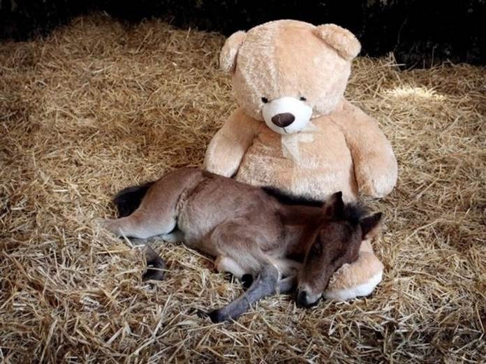 An orphaned pony whose best friend is a teddy bear named Button.