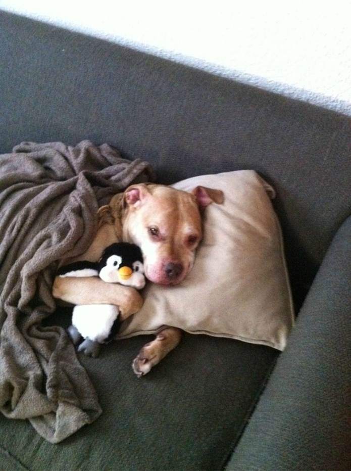 A dog who is taking a "sick day" to spend more time with his penguin.