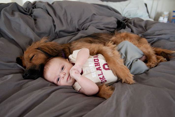 A protective dog spooning with a baby.
