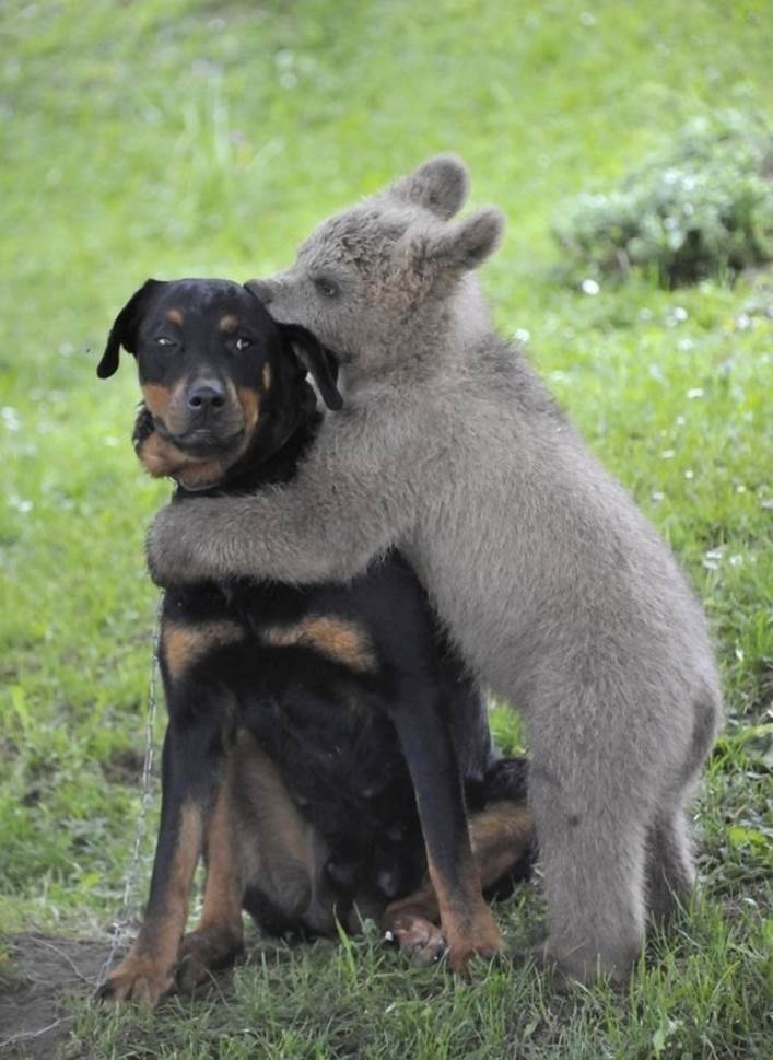 A baby bear giving a suspicious dog a kiss.