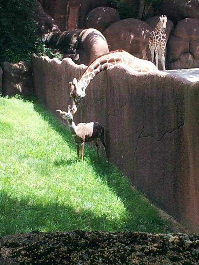 And a giraffe reaching over a fence to tell a secret.