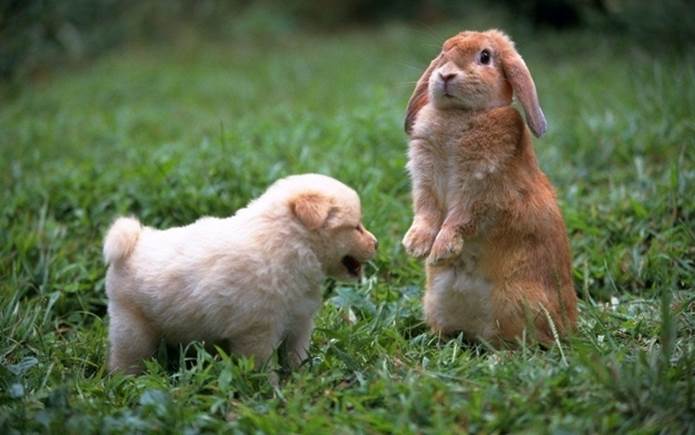 A rabbit who is surprised to find that he is in love with a puppy.