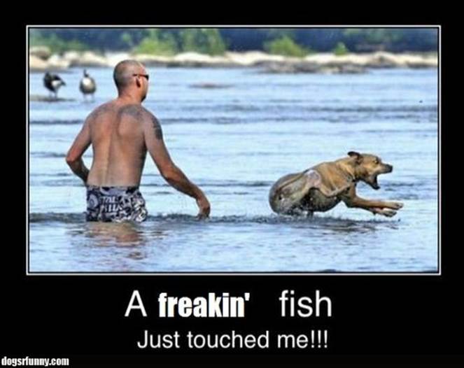 http://dogsrfunny.com/wp-content/uploads/2011/10/freakin_fish_justtouched_me_funny_dog_water_swimming_lol_picture.jpg