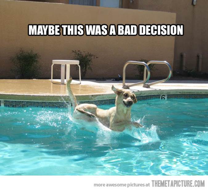 http://static.themetapicture.com/media/funny-dog-scared-water-swimming-pool.jpg