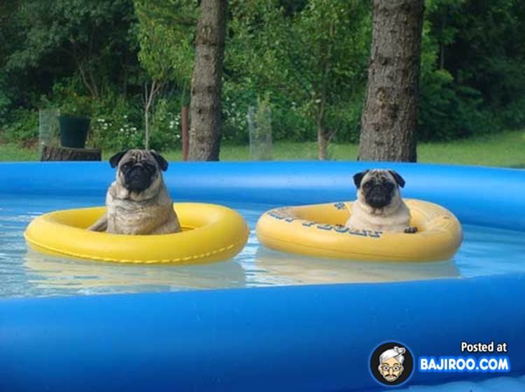 swimming dogs water pet animals funny images pictures bajiroo photo gallery 20 Dogs Enjoying Life in Water (22 Pictures)