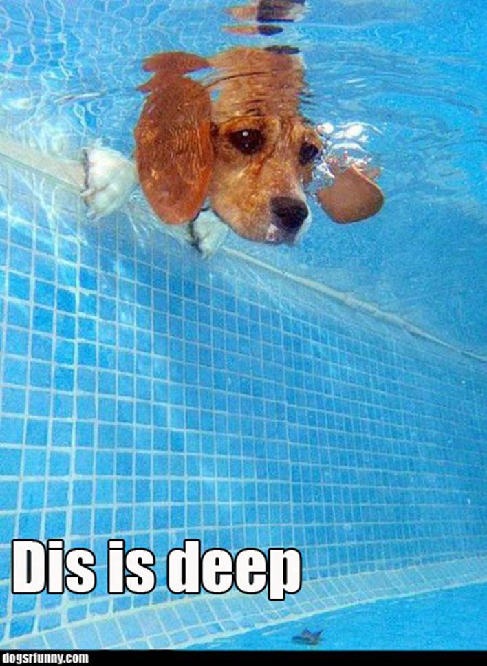 http://dogsrfunny.com/wp-content/uploads/2011/10/dis_is_deep__swimming_pool_water_funny_dog_picture.jpg