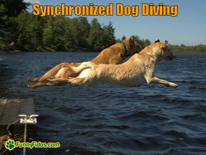 http://www.funnyfidos.com/wp-content/uploads/2012/12/funny-dog-picture-synchro-dog-diving.jpg
