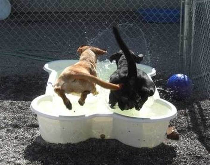 http://1ip0lbmseir27ruvz3qscsf1926.wpengine.netdna-cdn.com/wp-content/uploads/main/2013_03/dogs-in-the-bone-swimming-pool.jpg