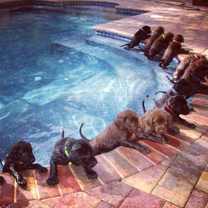 http://s9.favim.com/orig/131104/cute-dogs-funny-pool-Favim.com-1035590.jpg