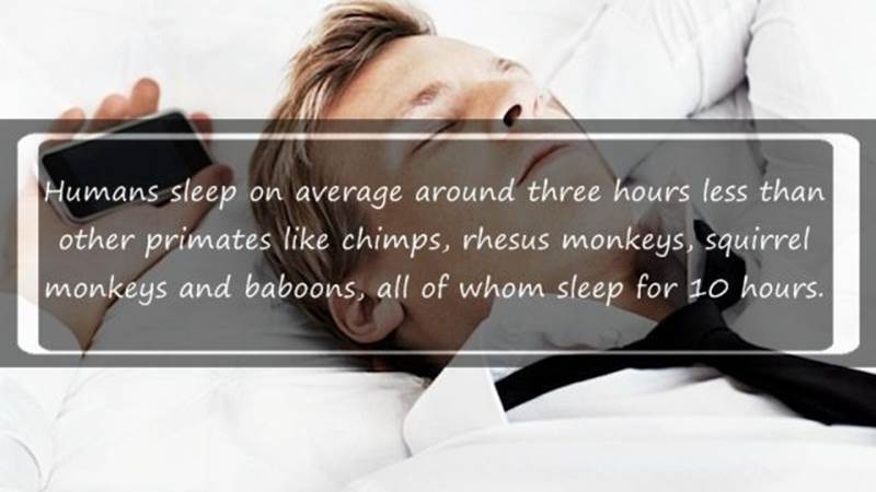 Sleep facts2 Funny: Sleep facts