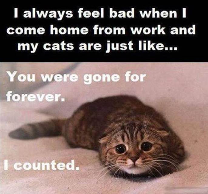 Cat truths6 Funny: Cat truths
