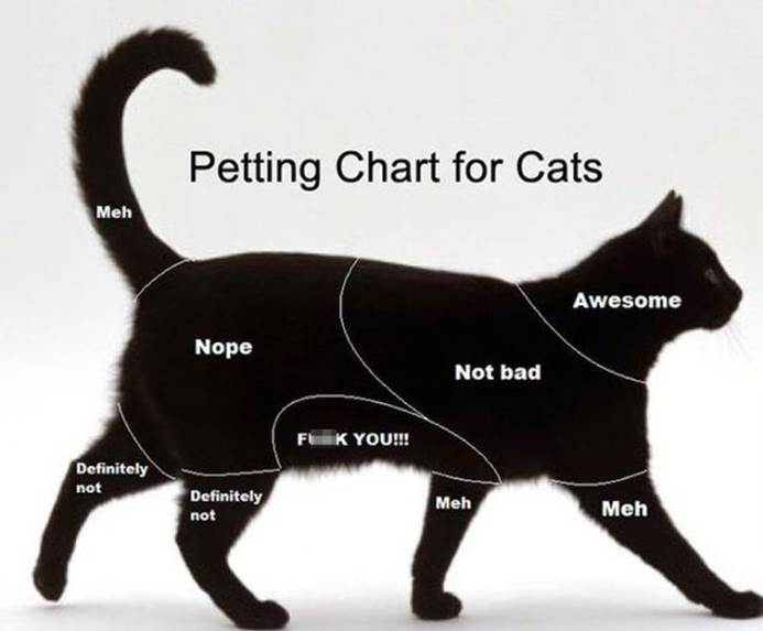 Cat truths7 Funny: Cat truths