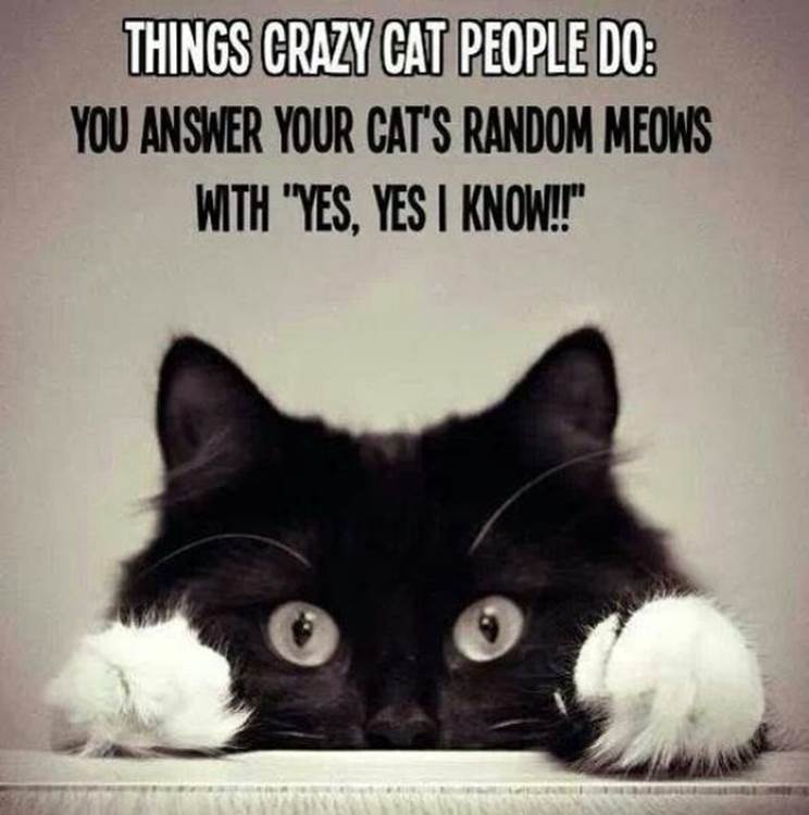 Cat truths8 Funny: Cat truths