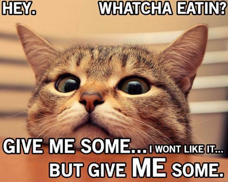 Cat truths12 Funny: Cat truths