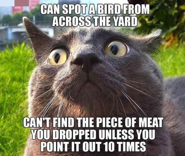 Cat truths13 Funny: Cat truths