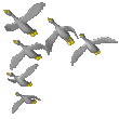 flock of birds   animation