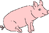 sitting   pig animation