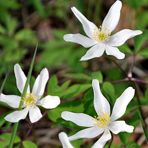 European wood anemone form solid drifts of white or blue flowers. 