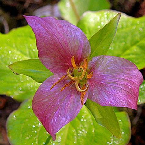 Trilliums are a fascinating flower in shape and color.