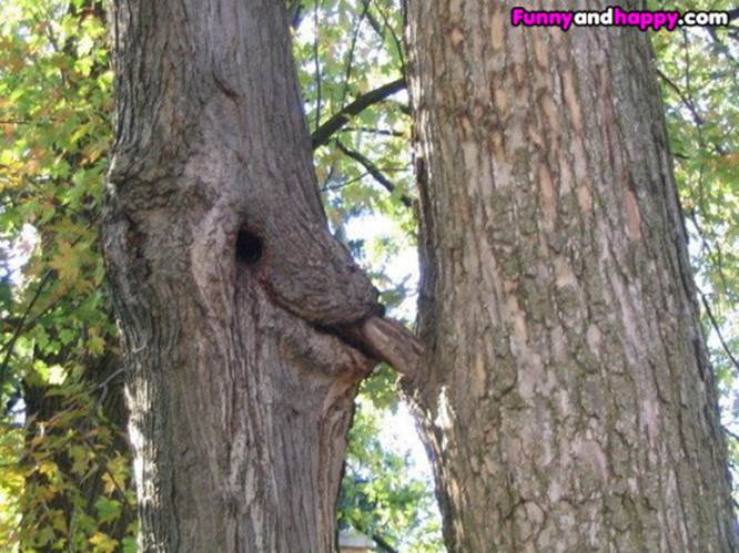http://www.funnyandhappy.com/wp-content/uploads/2013/01/Oral-sex-tree-533x399.jpg