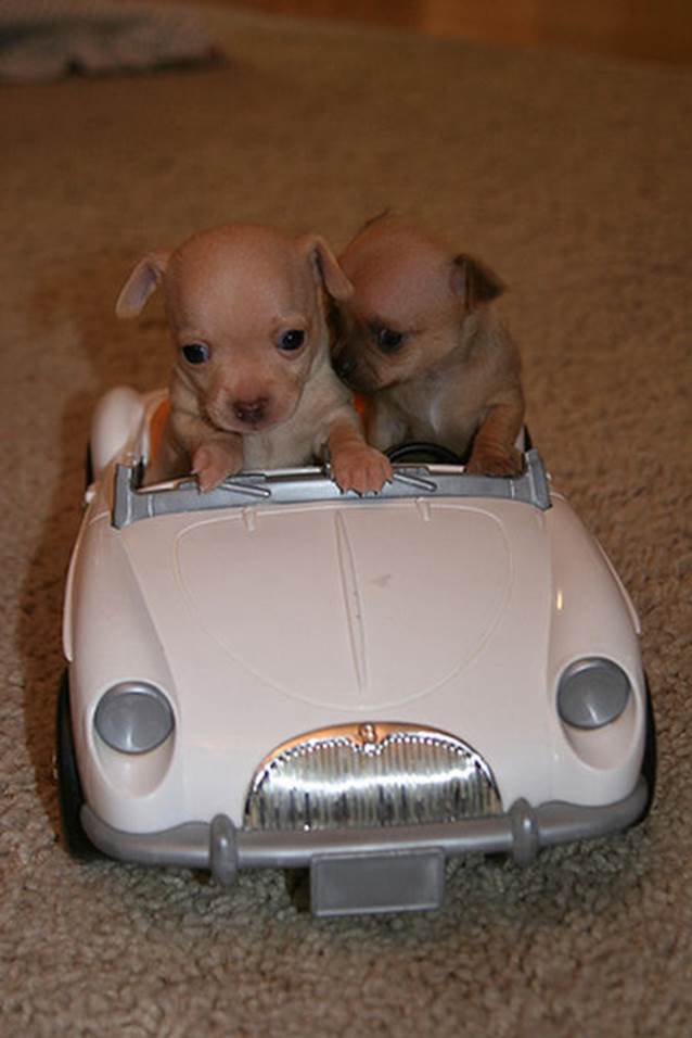 http://www.funnycutestuff.com/wp-content/uploads/2012/08/puppies-in-a-toy-car.jpg