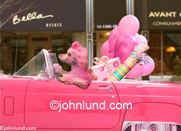 http://www.johnlund.com/Images/Funny-pink-poodle-convertible-photo.jpg