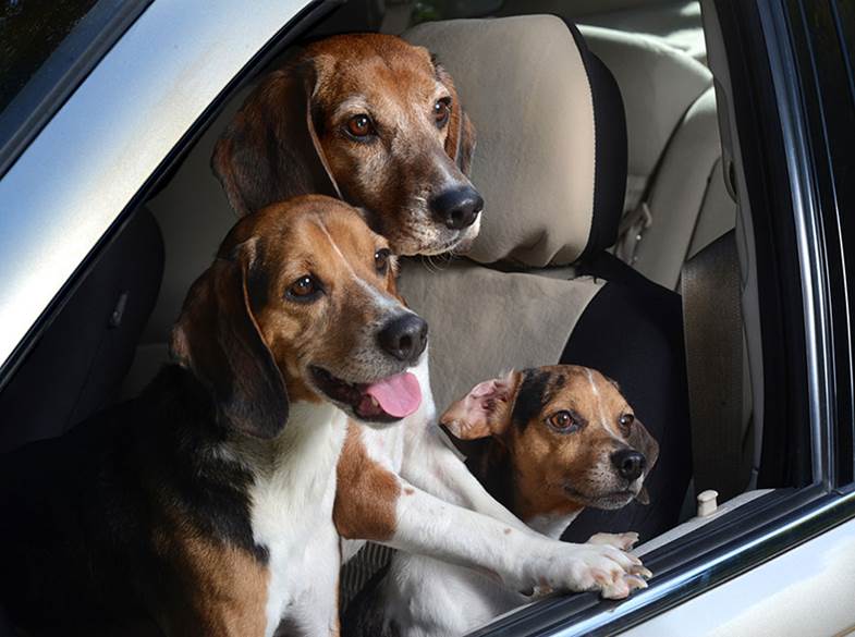 http://www.boredpanda.com/blog/wp-content/uploads/2014/01/funny-dogs-in-cars-lara-jo-regan-7.jpg