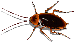 brown beetle  animation