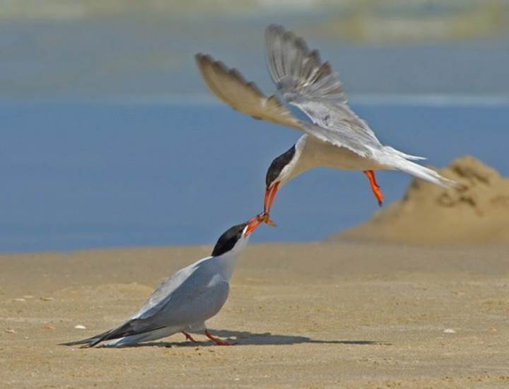 http://www.stickboydaily.com/images/2012/01/Amazing-pictures-of-birds-Yaki-Zander-7-576x440.jpg