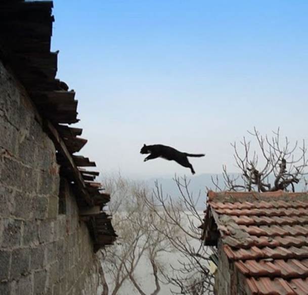 Funny flying cats