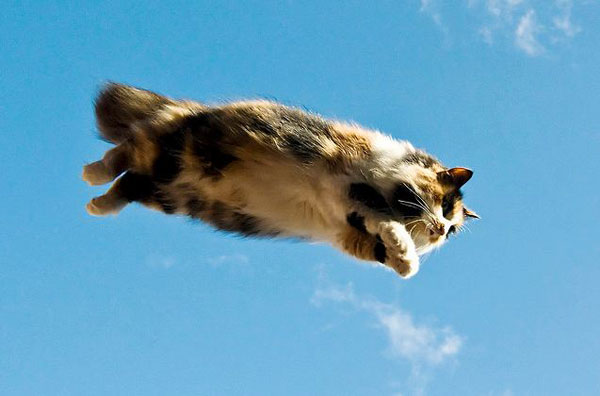http://www.catster.com/files/flying-cat-1.JPG