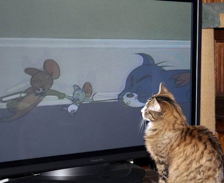 tv isnt just 640 27 Funny: Animals watching TV