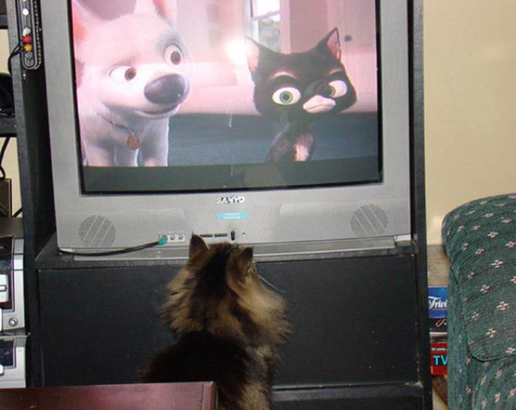 tv isnt just 640 28 Funny: Animals watching TV
