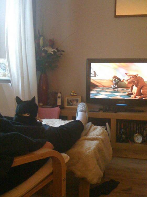 tv isnt just 640 30 Funny: Animals watching TV