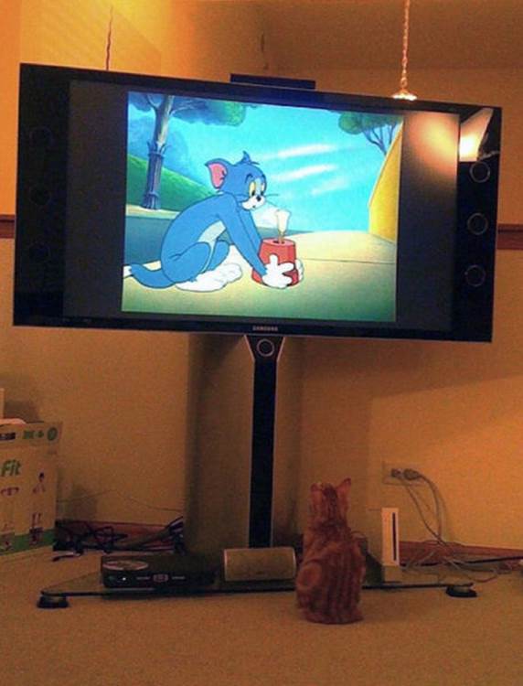 tv isnt just 640 34 Funny: Animals watching TV