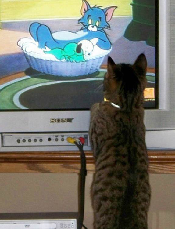 tv isnt just 640 35 Funny: Animals watching TV