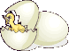 eggs and chick animation