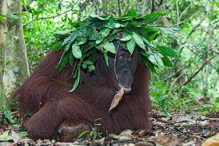 http://www.birdsasart-blog.com/baa/wp-content/gallery/cache/1091__800x800_pm-11-borneo-orangutan-pongo-pygmaeus-sheltering-from-the-rain-with-makeshift-leaf-umbrella-tanjung-puting-national-park-kalimantan-indonesia.jpg
