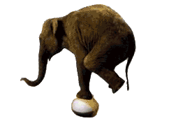 elephant balancing on a ball  animation