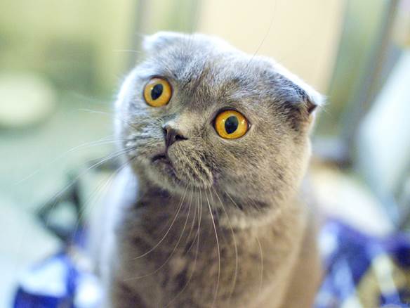 http://74211.com/wallpaper/picture_big/Funny-Cat-Pics-Scottish-Fold-Cat-in-Surprised-Facial-Expression.jpg