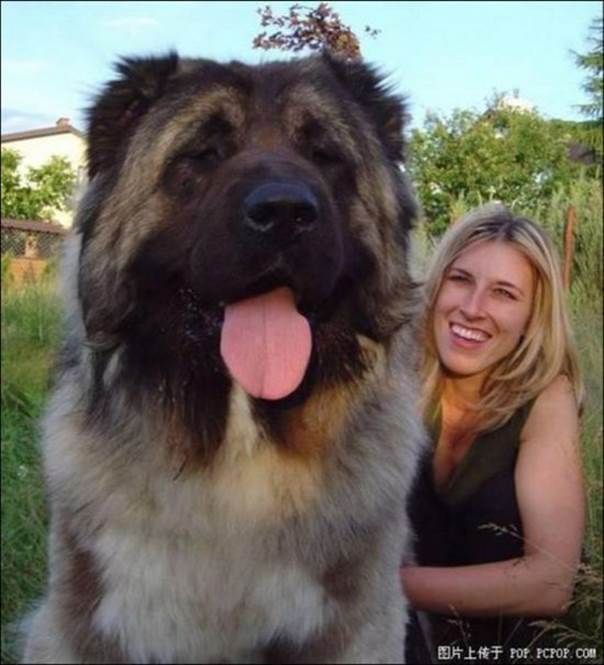 http://www.pics-place.com/wp-content/uploads/Giant-Dogs-15.jpg
