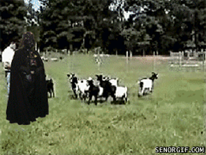 http://2.bp.blogspot.com/-TrucK3ECywo/UIaSx6jyiDI/AAAAAAAAZWE/VT7oFijy2xg/s1600/006-funny-animal-gifs-Darth-Vader-vs-goats.gif
