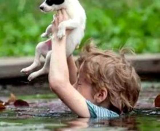 http://www.somepets.com/wp-content/uploads/2014/05/Heroic-Bosnians-Brave-Dangerous-Floodwaters-to-Save-Dogs-220x180.jpg