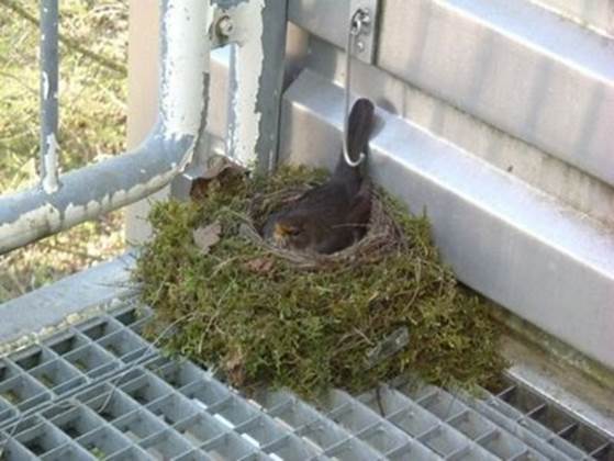 http://1.bp.blogspot.com/_IUYlNU10BMY/Sij-IFleIWI/AAAAAAAAQT0/_z6f_lJR8jM/s400/bird-nests12.jpg