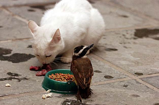 http://www.animalliberationfront.com/News/AnimalPhotos/Animals_51-60/bird-cat-food.jpg