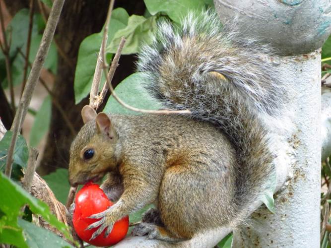 http://fc03.deviantart.net/fs70/i/2012/278/b/1/squirrel_eating_a_tomato_by_kitteh_pawz-d5go4v7.jpg