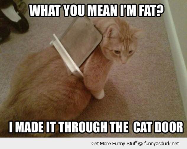 http://funnyasduck.net/wp-content/uploads/2012/10/funny-cat-flap-fat-cat-stuck-pics.jpg