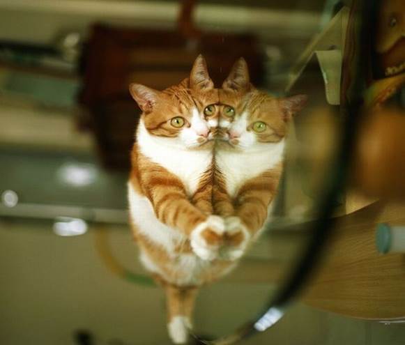 http://1funny.com/wp-content/uploads/2011/04/reflection-cat.jpg
