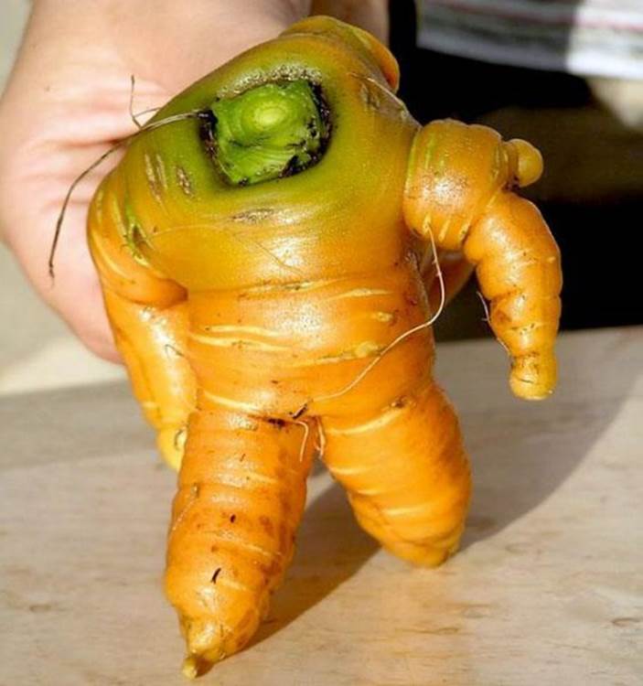 Cool vegetables4 Funny: Cool vegetables